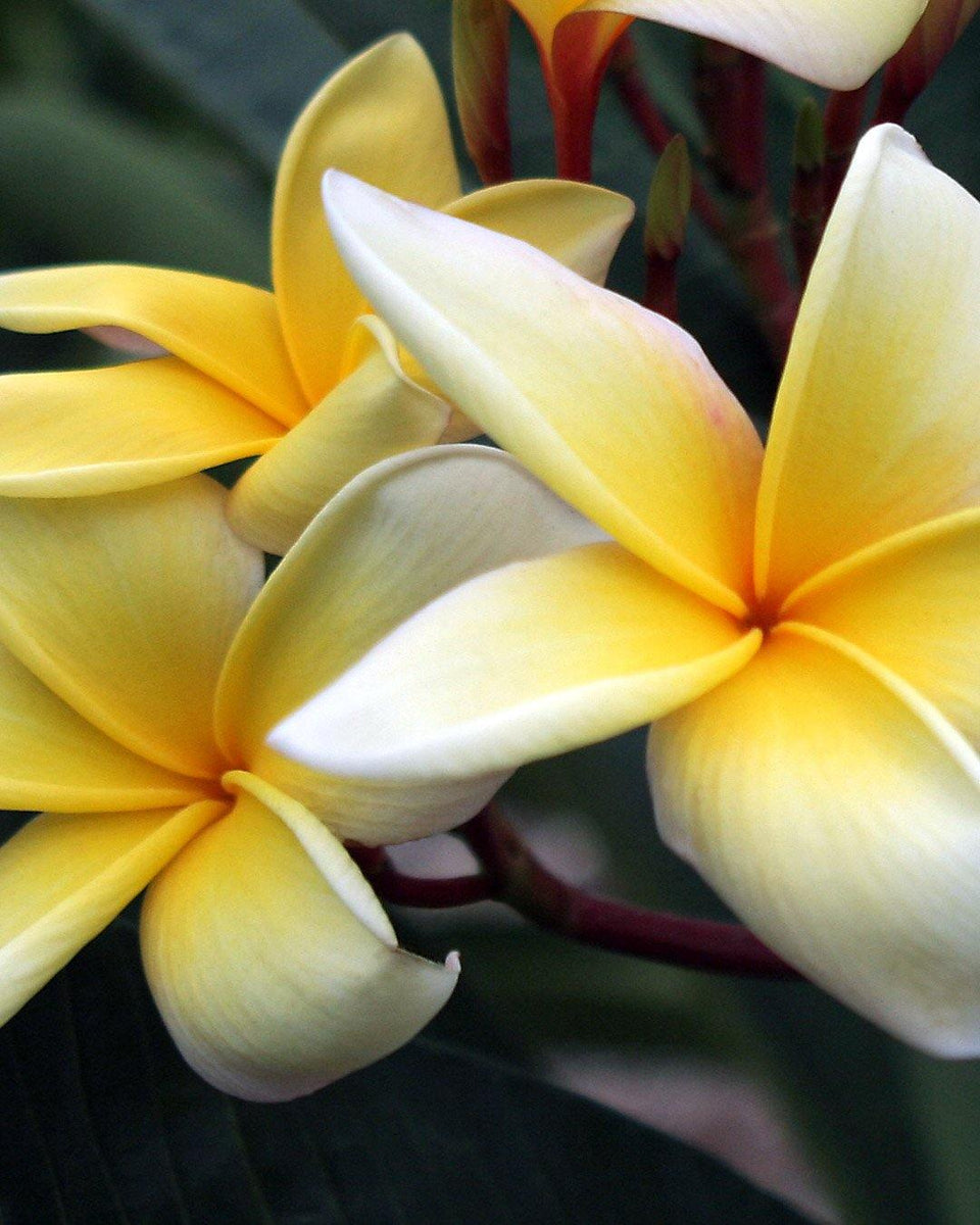 Semi Di Plumeria (Frangipani) Varietà Heidi Gold - 4 Semi Per Coltivare La Tua Pianta Tropicale Profumata