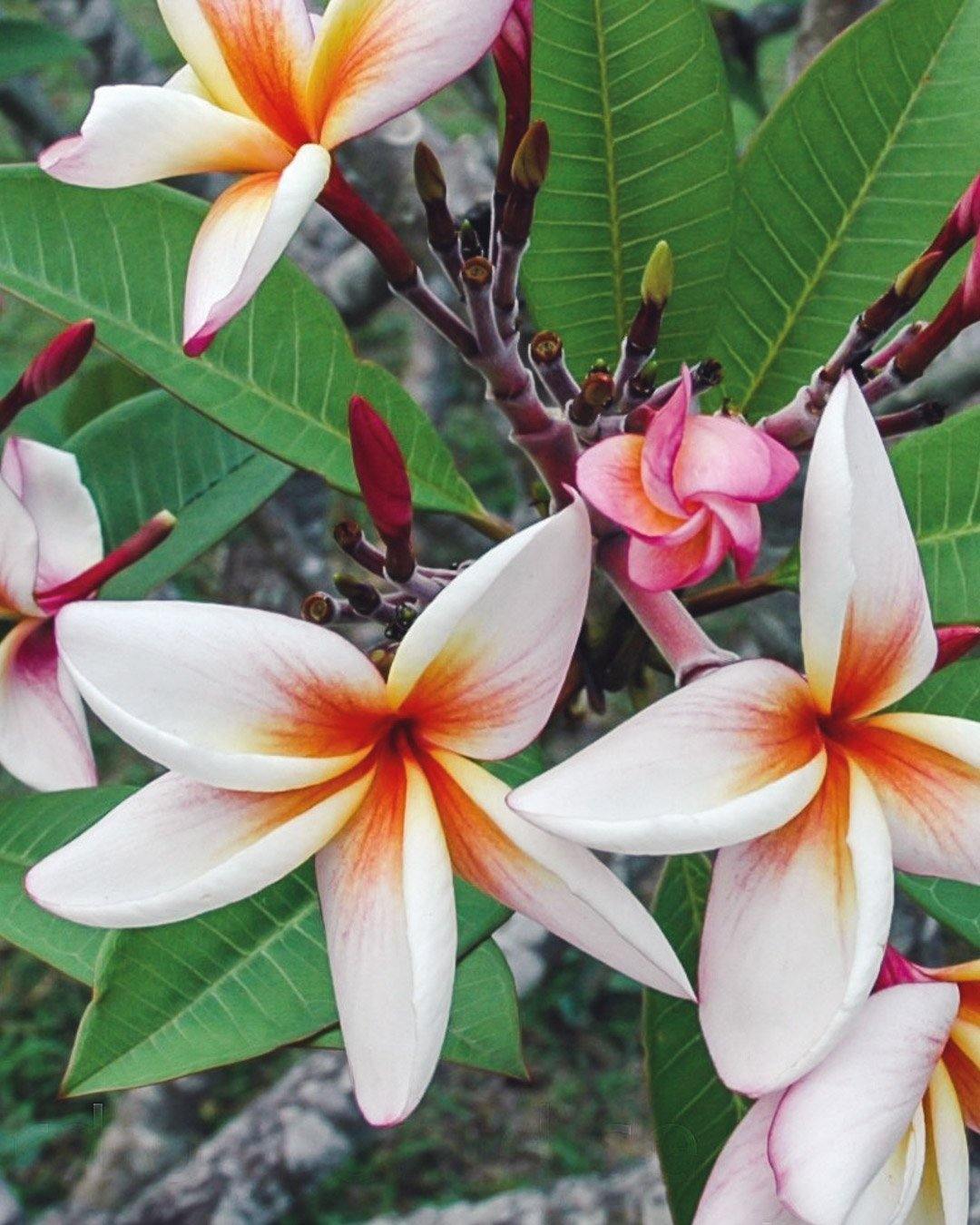 4 Semi Di PLUMERIA ORANGE SPECIAL - Frangipani - Semi Freschi Di - Foto 5