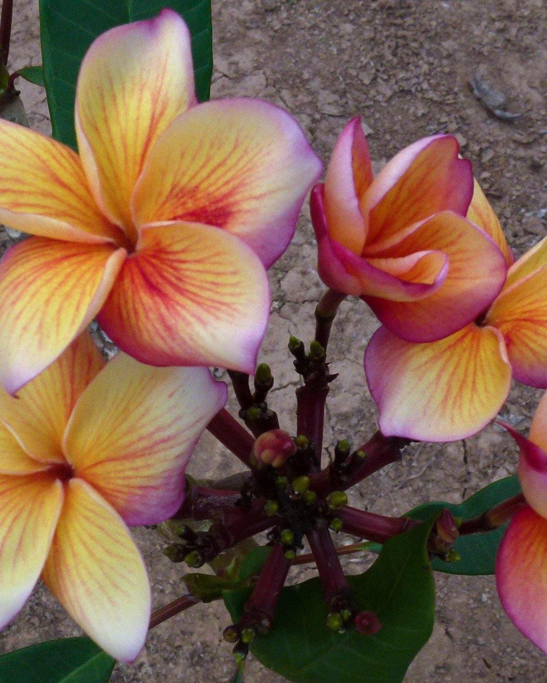 Plumeria O Frangipani: Guida Completa Alla Coltivazione Delle Varieta Innestate Tricolor - Foto 10