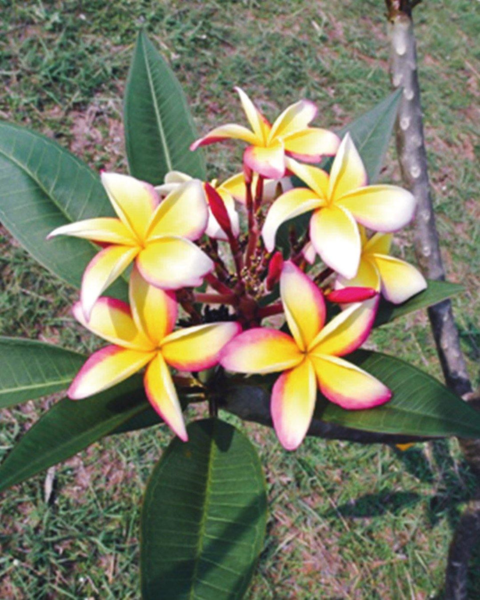 Esqueje De Plumeria (Frangipani) Aztec Gold - Planta Tropical Con Flor Amarillo-dorada Y Aroma Intenso