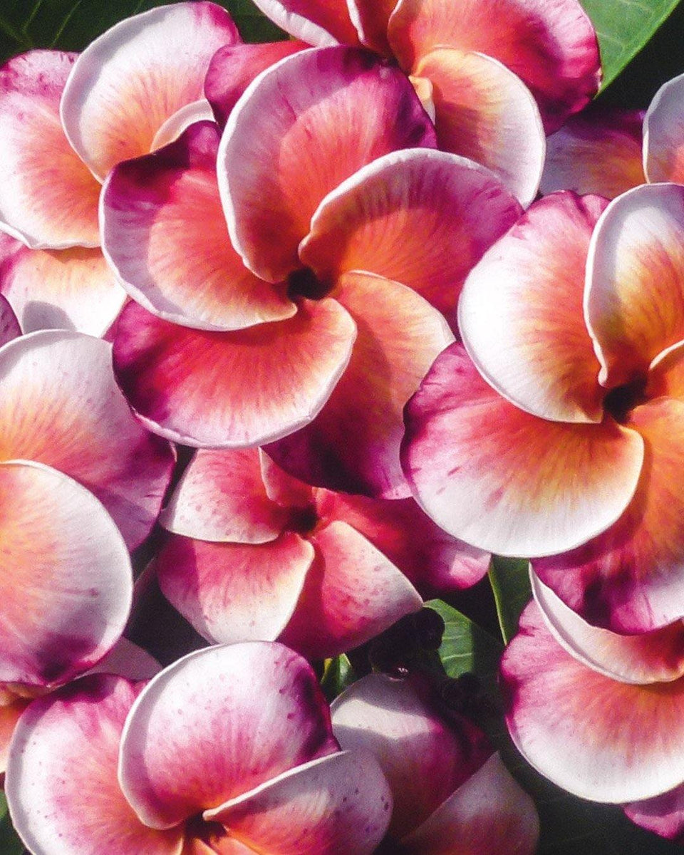 Plumeria O Frangipani: Guida Completa Alla Coltivazione Delle Varieta Innestate Tricolor - Foto 5