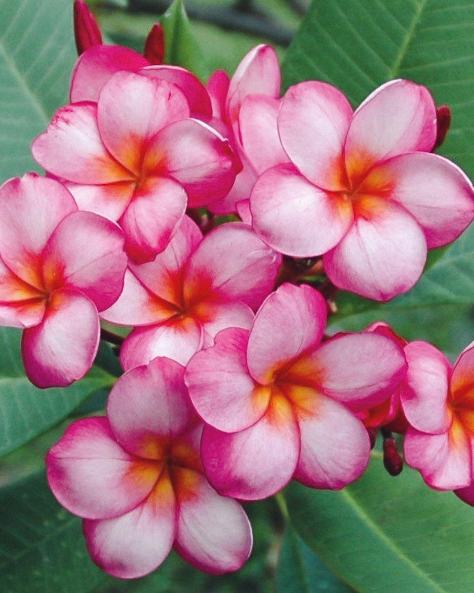 Pianta Di Plumeria (Frangipani) – Pomelia Bianca, Varietà Palermo, Da Esterno