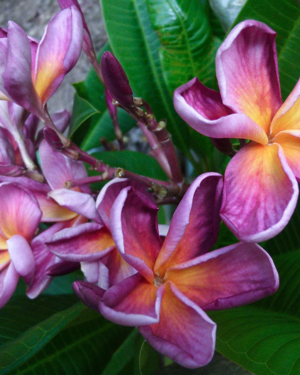 Semi Di Plumeria (Frangipani) Varietà Blue Jean - 4 Semi Per Coltivazione Pianta Tropicale Profumata