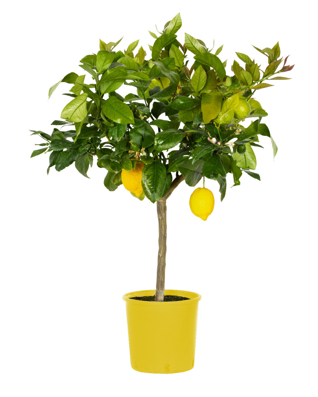 Pianta di Limone 4 stagioni - altezza 80/90 cm