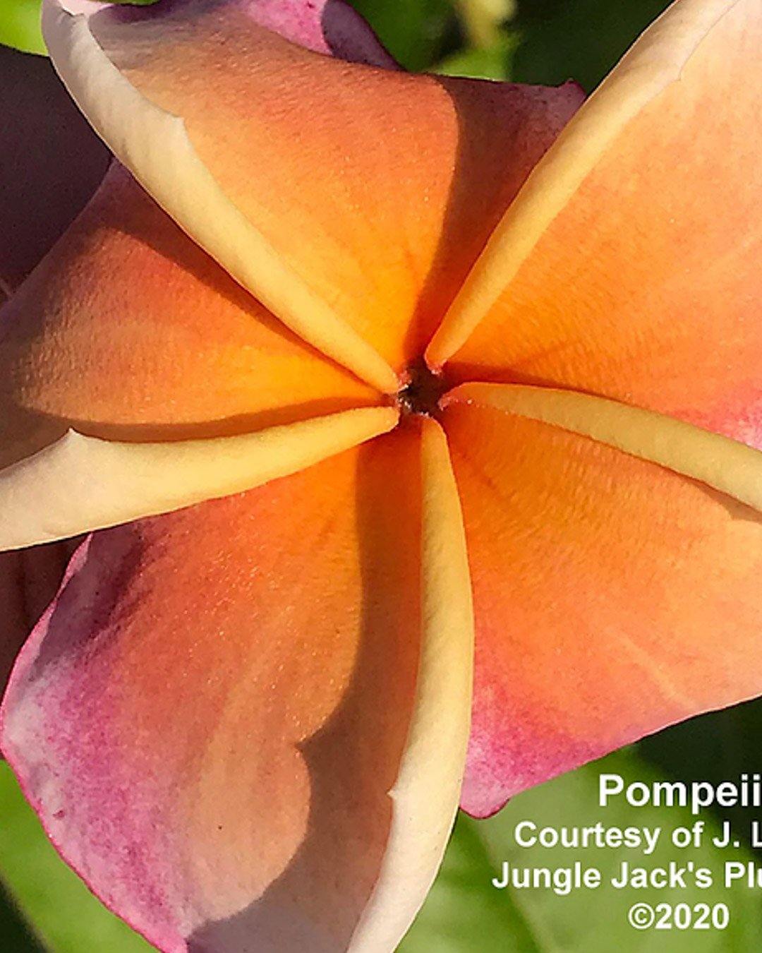 Pompeii - MaxBestPlants.com