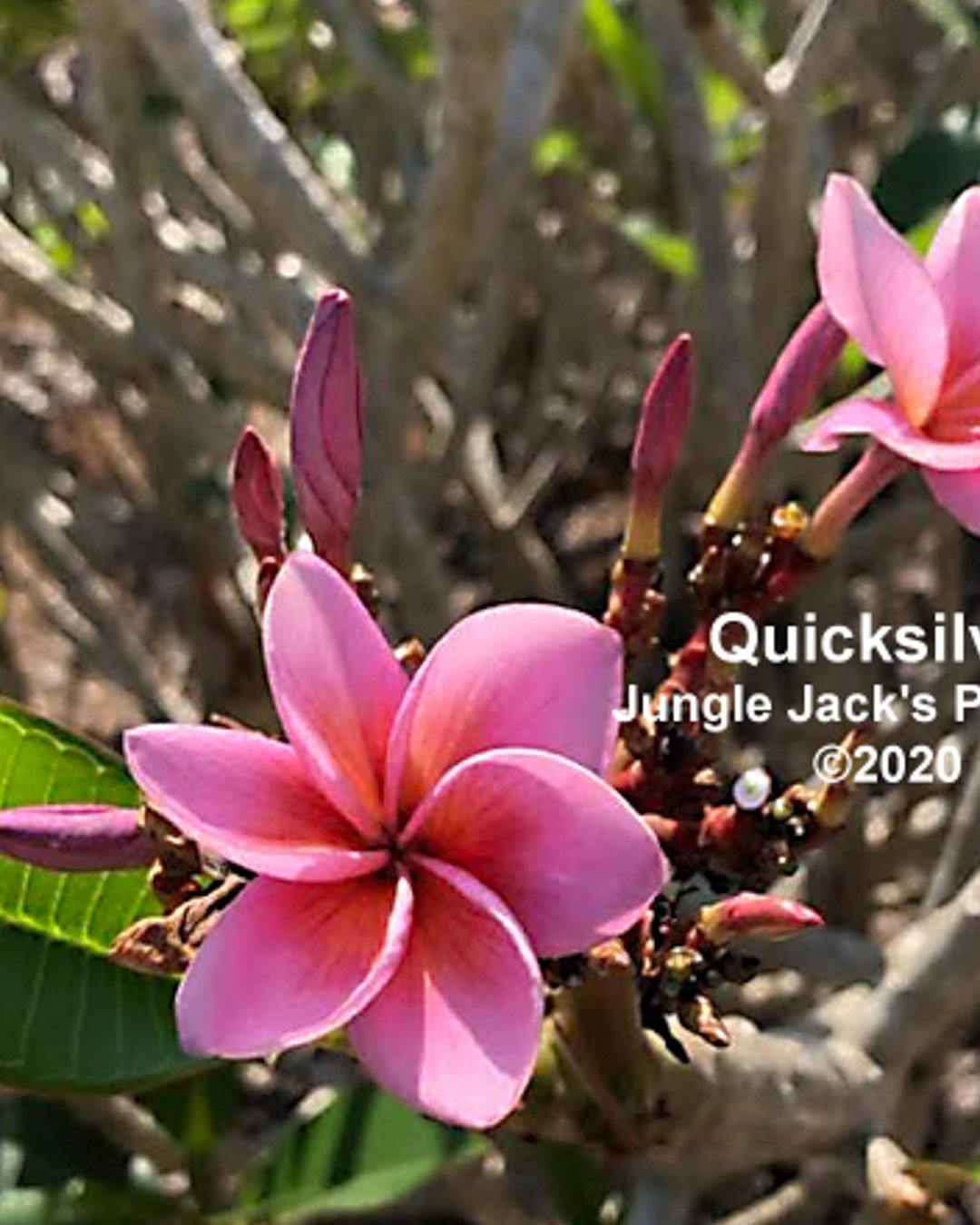 Quicksilver - MaxBestPlants.com