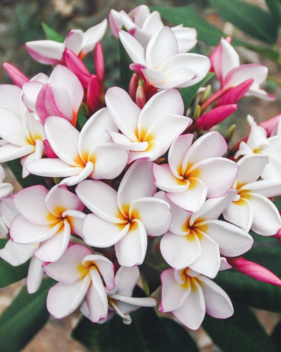 PLUMERIE - FRANGIPANI – Oasi Tropicale In Valcuvia - Foto 6