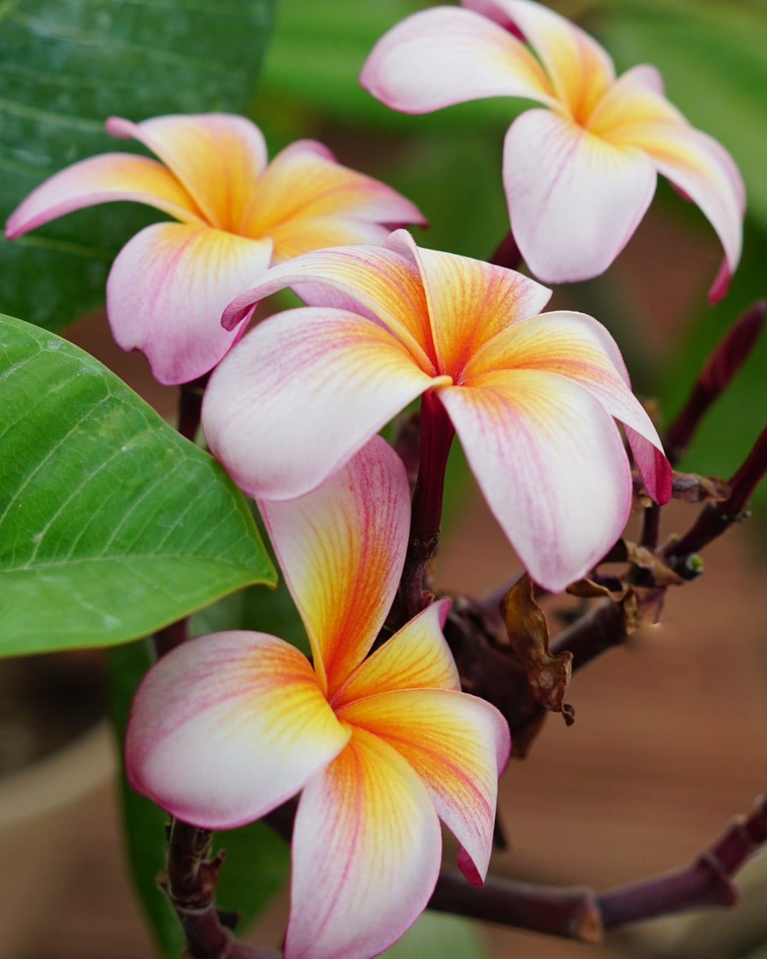 Plumeria "Temptation" white-yellow (Frangipani, Pomelia)