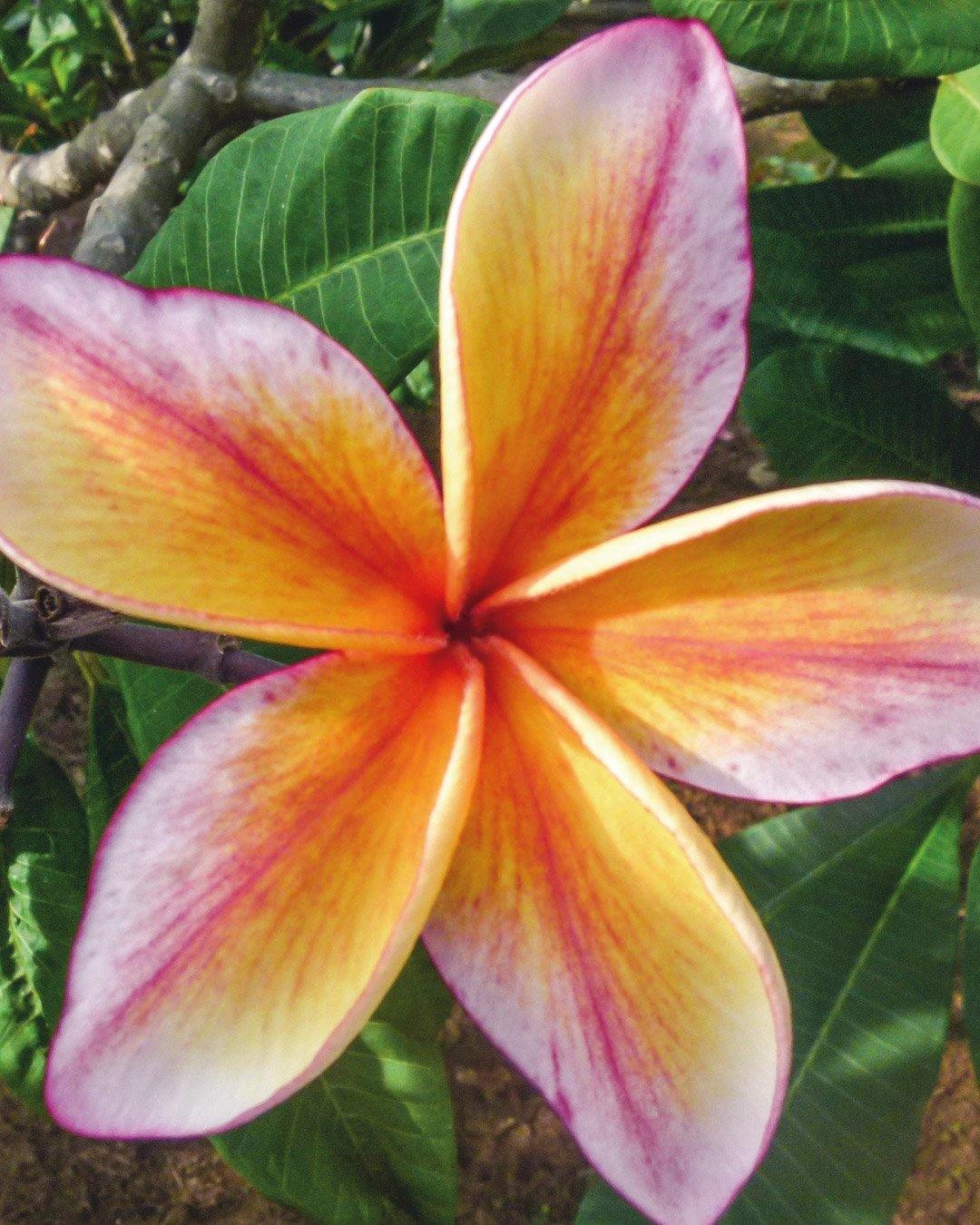 4 Semi Di PLUMERIA ORANGE SPECIAL - Frangipani - Semi Freschi Di - Foto 3