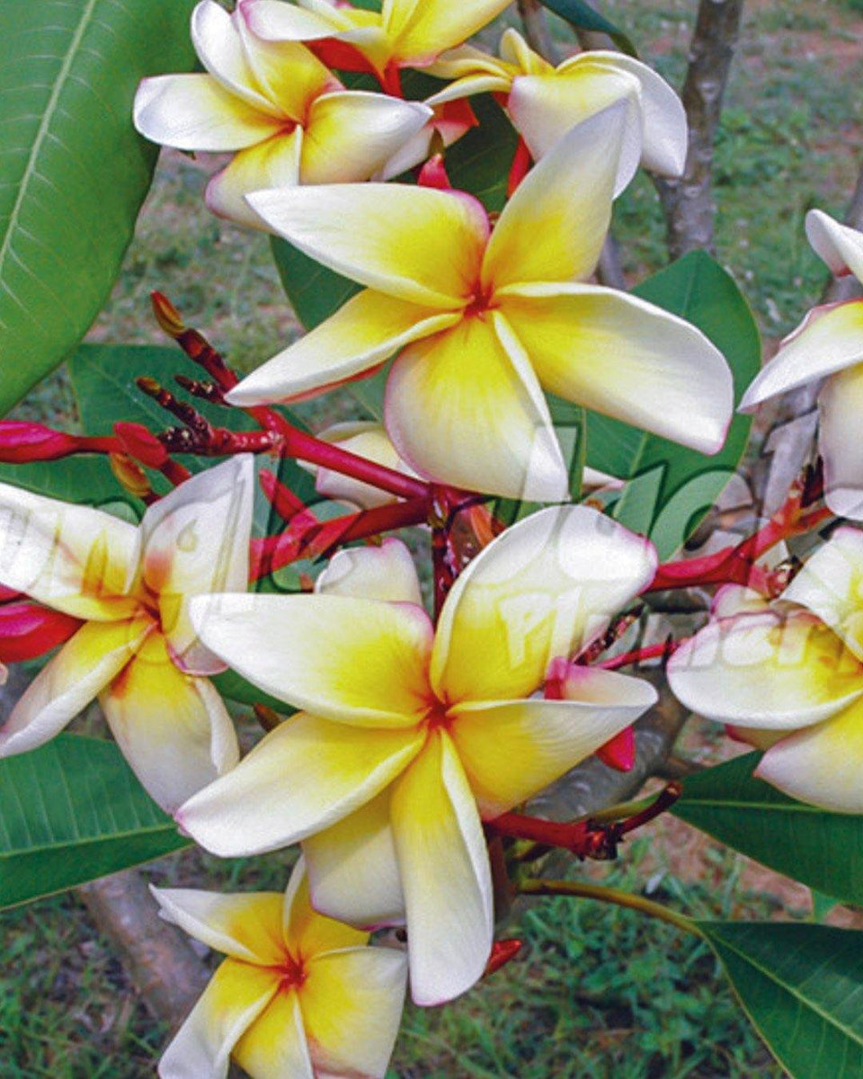 Plumeria: come coltivarla e curarla al meglio