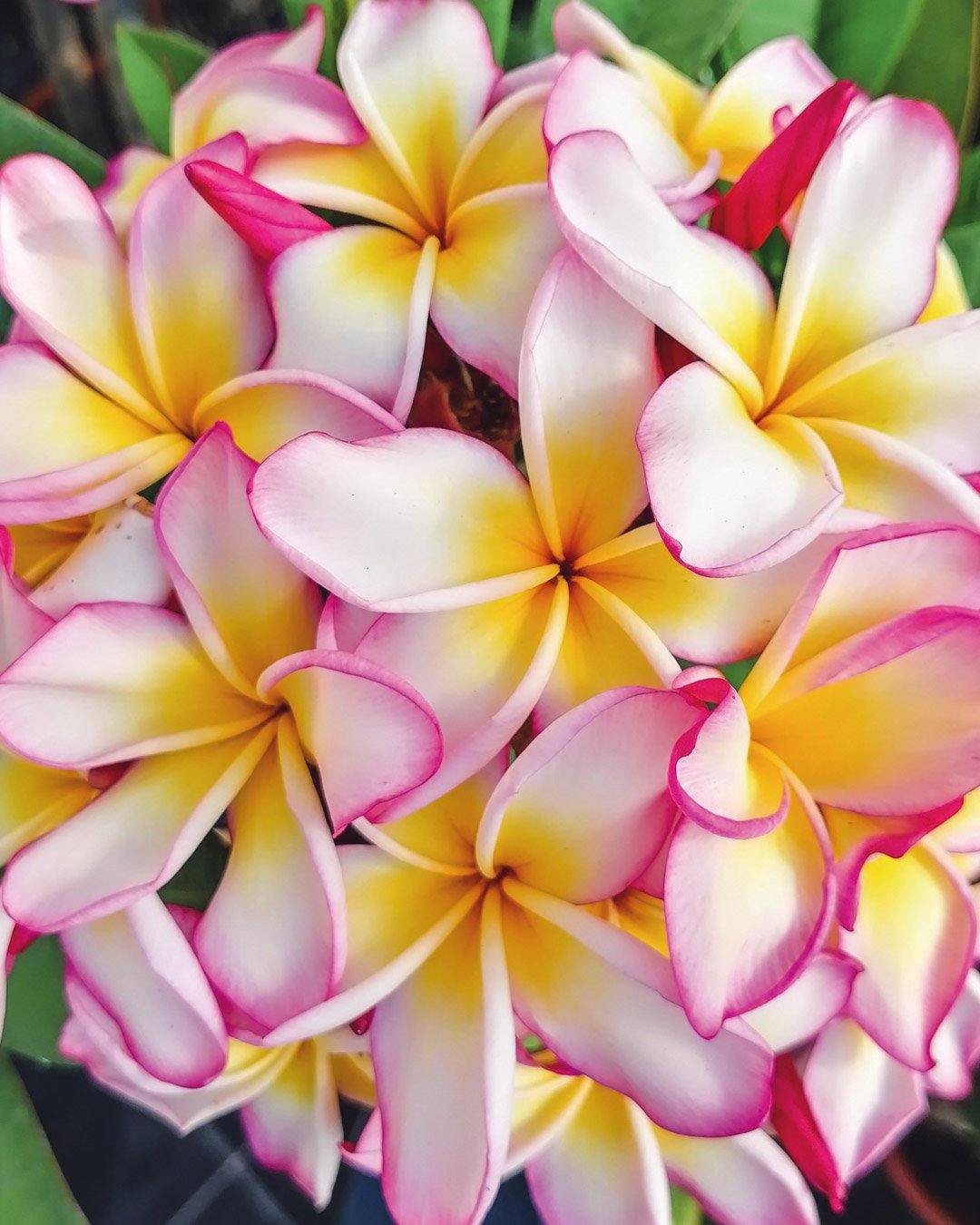 4 Semi Di PLUMERIA ORANGE SPECIAL - Frangipani - Semi Freschi Di - Foto 10