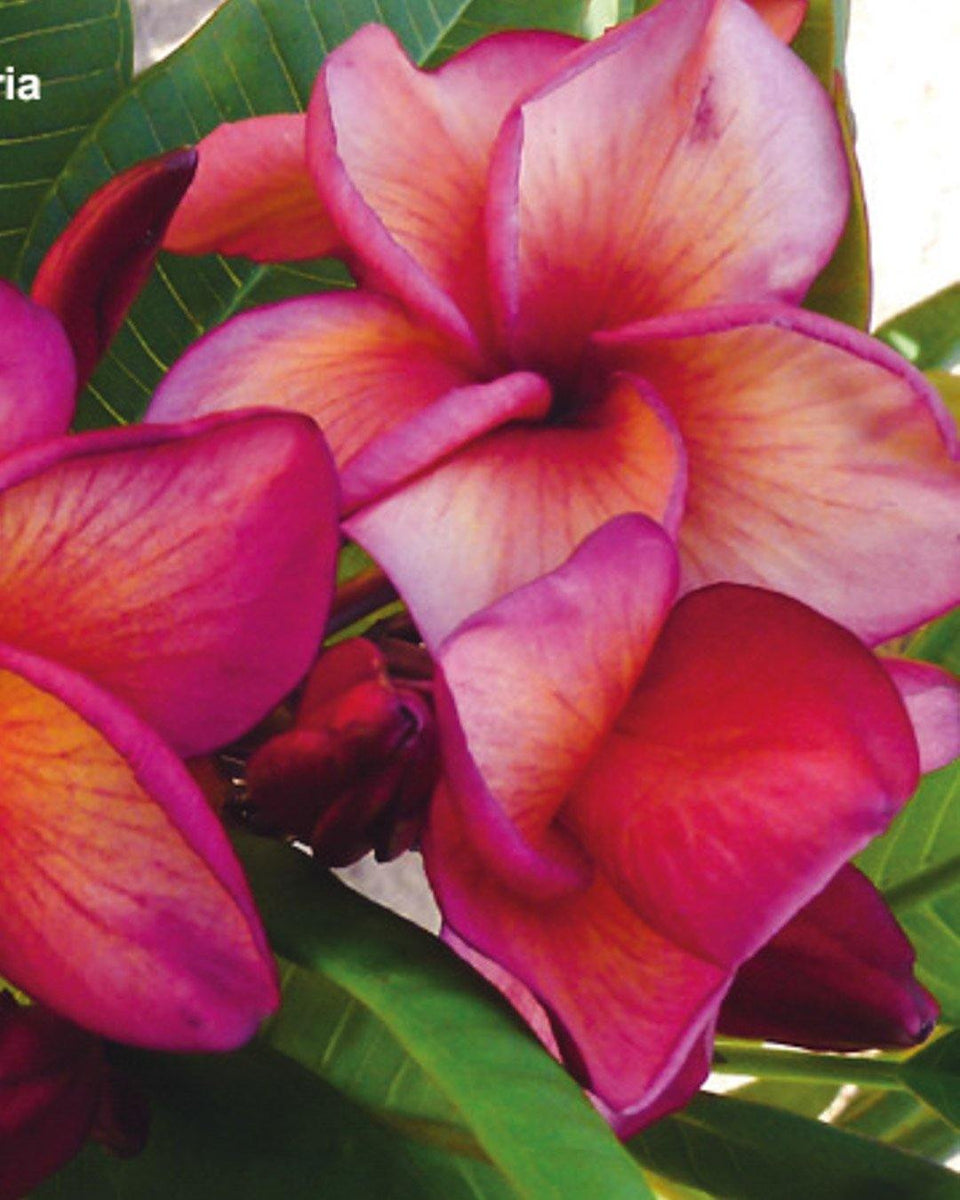 Plumeria 