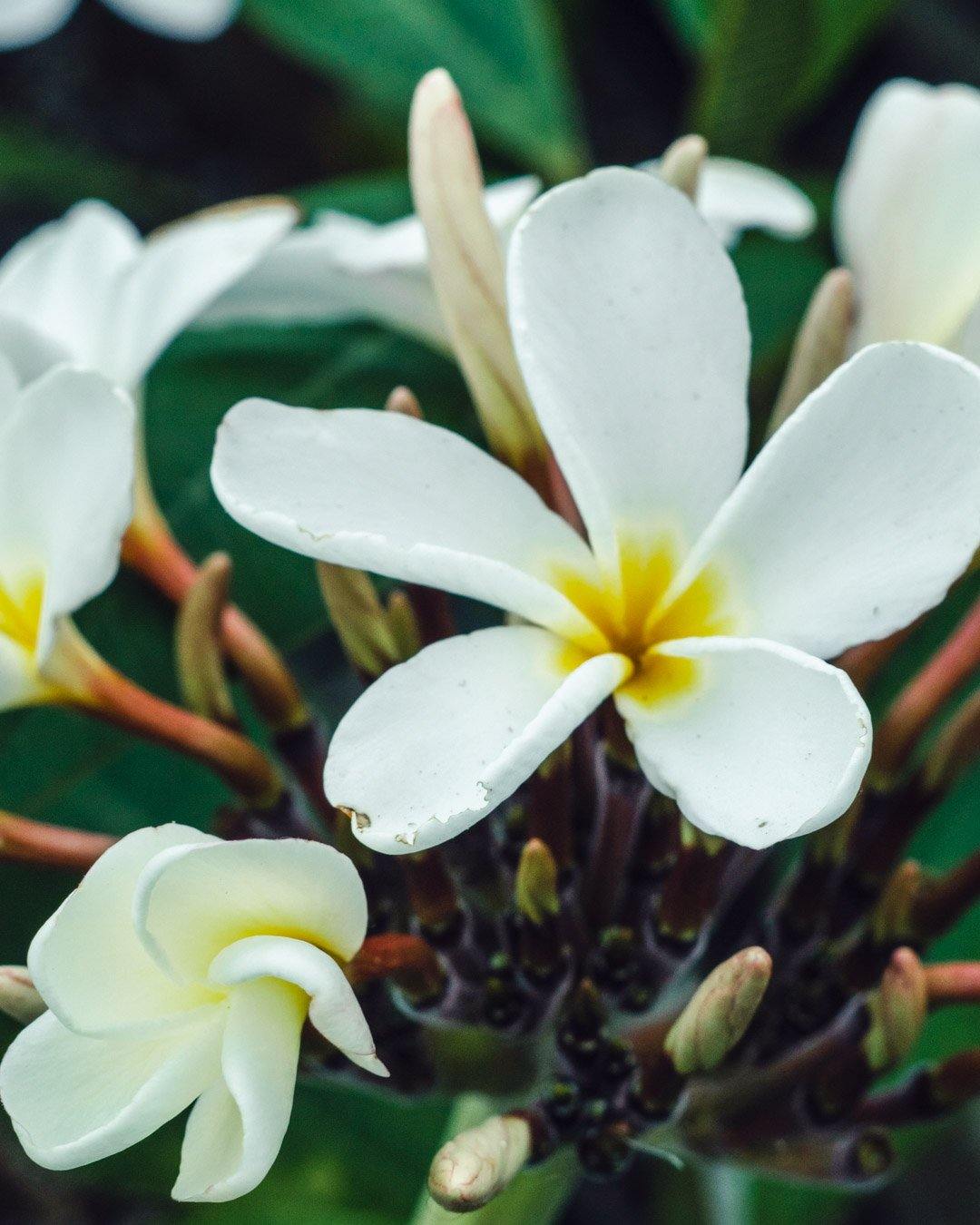 Ken's White - MaxBestPlants.com