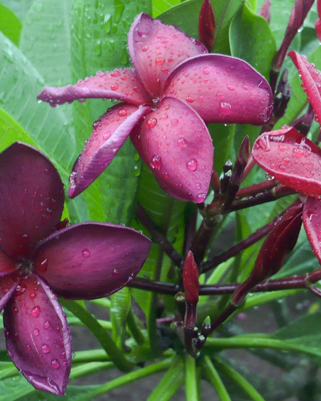 4 Semi Di Plumeria (Frangipani/Pomelia) - Varietà Orange Hybrid, Pianta Tropicale Profumata