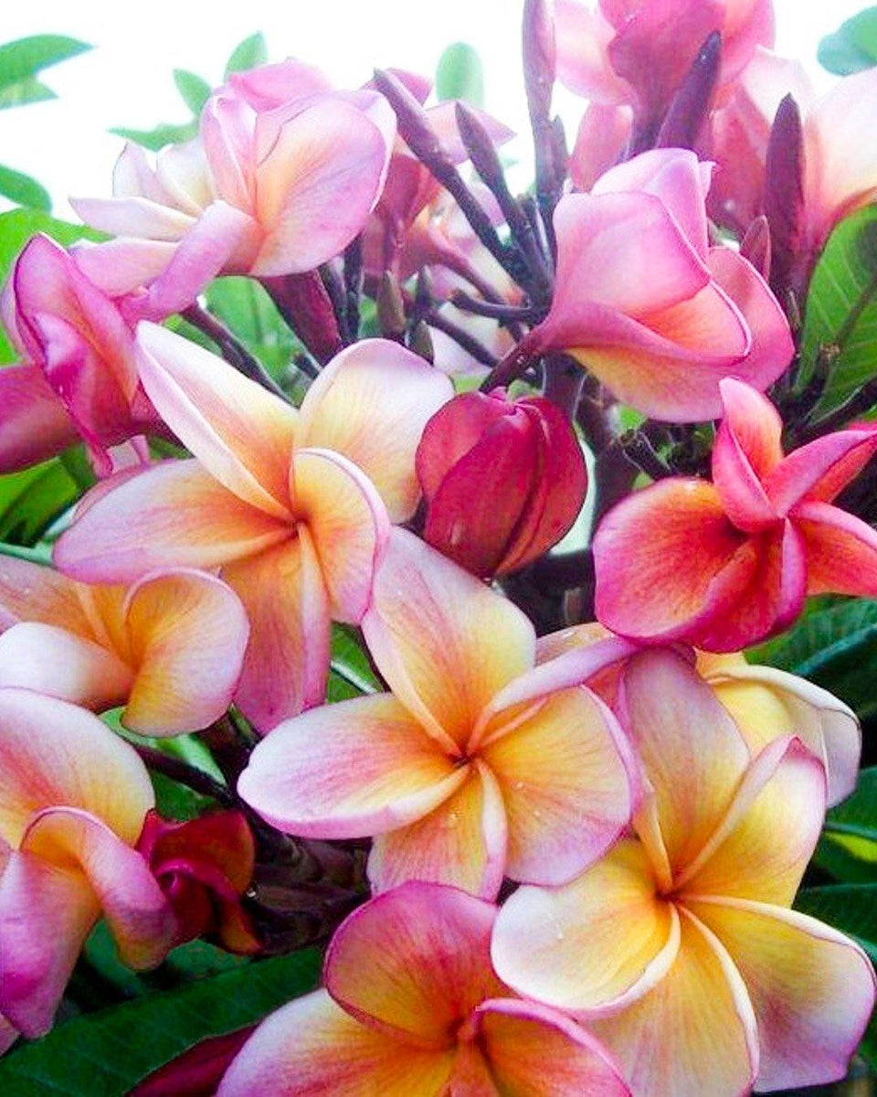 Plumeria O Frangipani: Guida Completa Alla Coltivazione Delle Varieta Innestate Tricolor - Foto 9