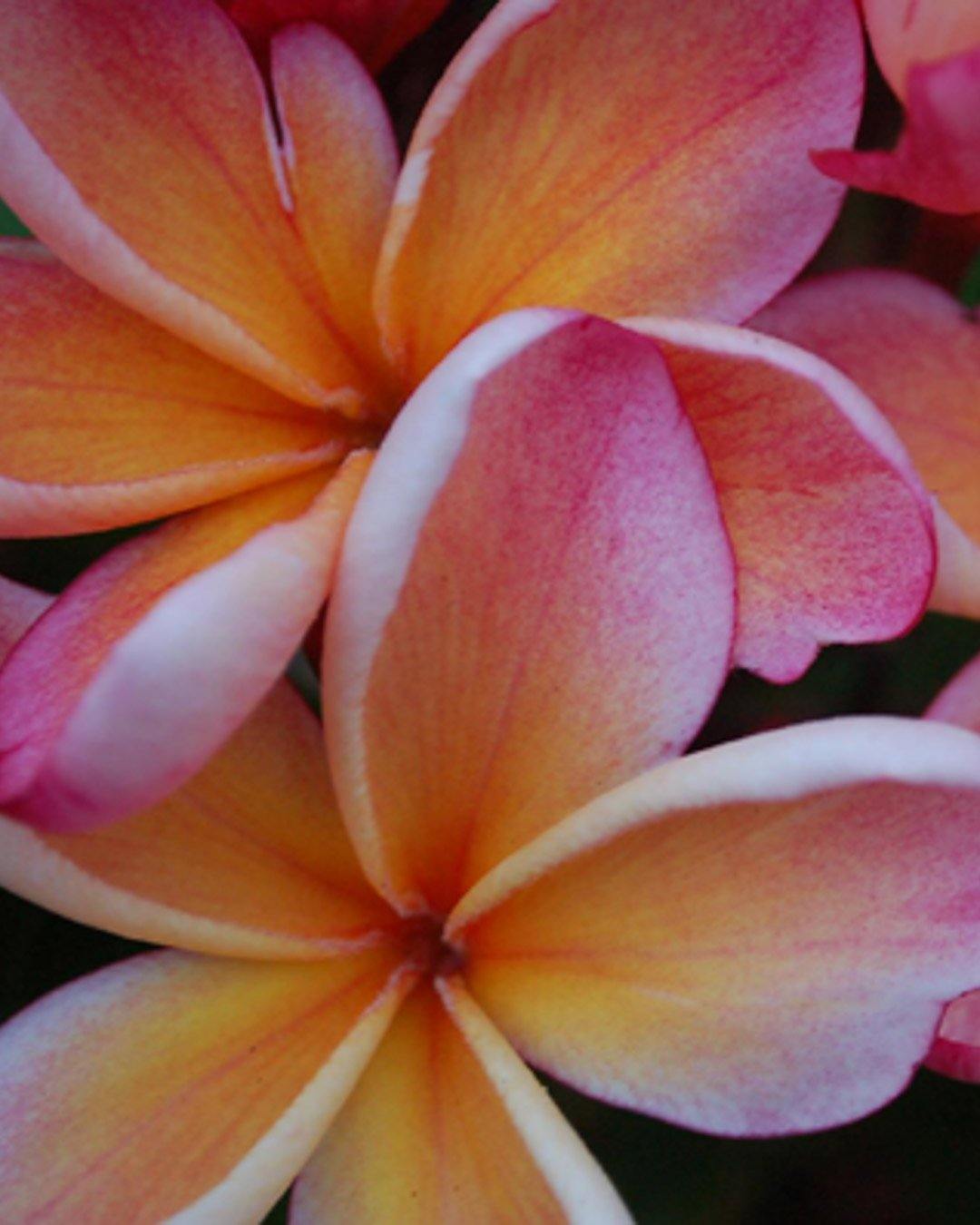 4 Semi Di PLUMERIA ORANGE SPECIAL - Frangipani - Semi Freschi Di - Foto 9