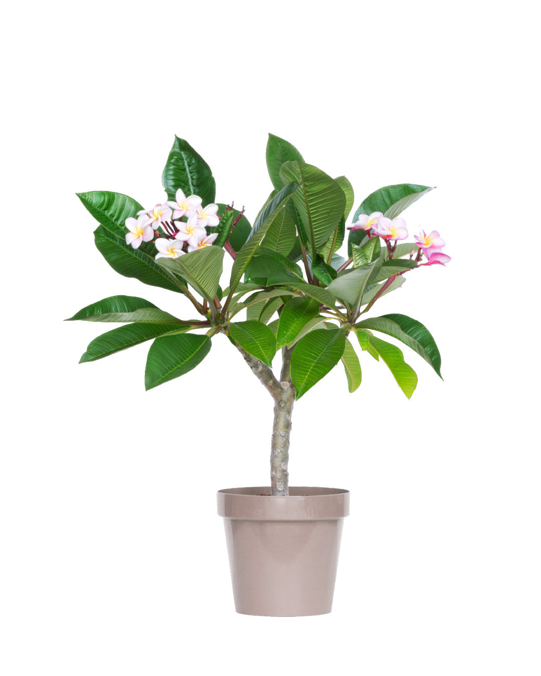 Plumeria "Mini White" gialla-bianca (Frangipani, Pomelia)