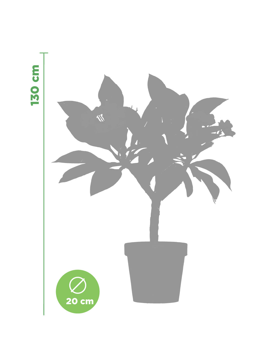 Plumeria "Thai Jade" white-yellow (Frangipani, Pomelia)