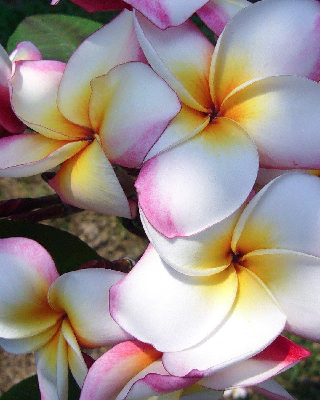 Roxy - MaxBestPlants.com