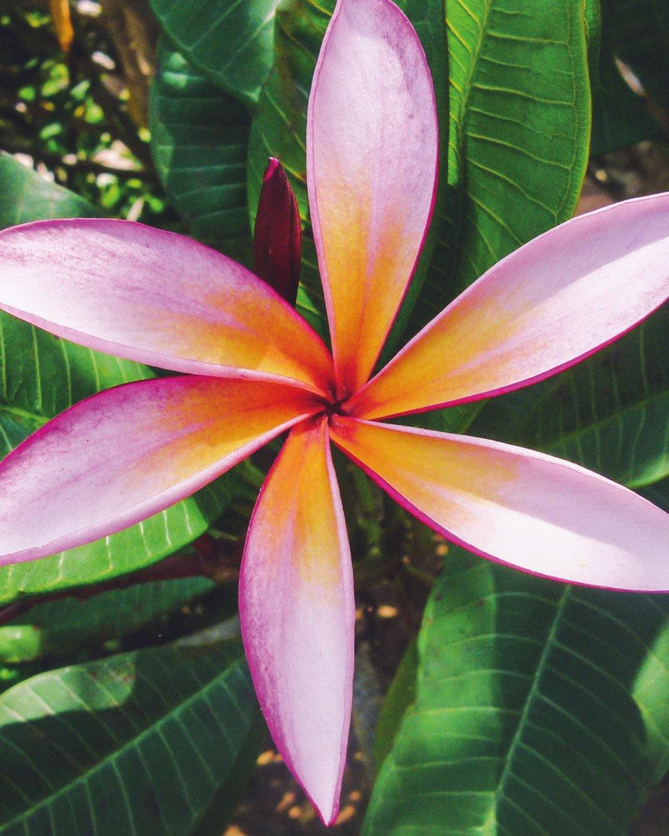 Plumeria O Frangipani: Guida Completa Alla Coltivazione Delle Varieta Innestate Tricolor - Foto 8