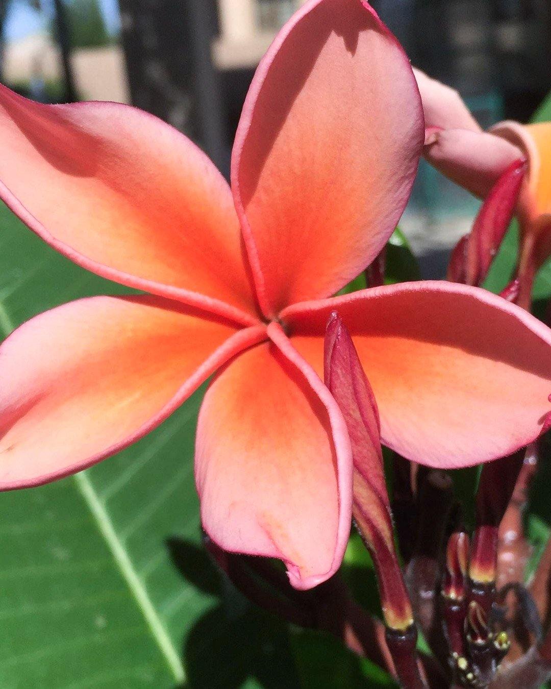 Plumeria O Frangipani: Guida Completa Alla Coltivazione Delle Varieta Innestate Tricolor - Foto 11