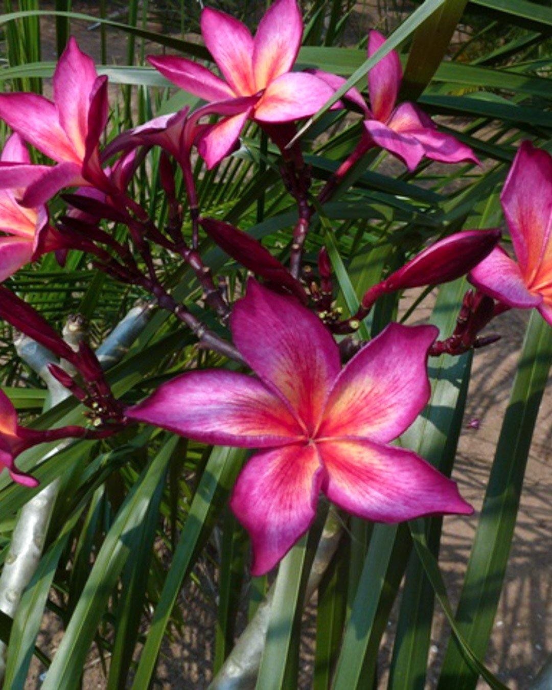 Esqueje De Plumeria GINA (Pomelia Roja Perfumada) – Frangipani Tailandés, Flor De Mayo