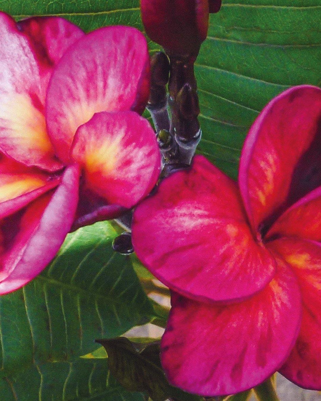 Plumeria "Tapestry" rossa (Frangipani, Pomelia)