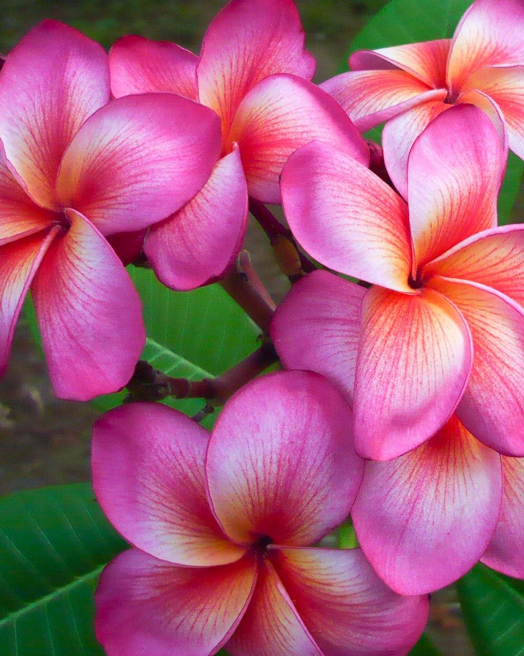 Temptation - MaxBestPlants.com