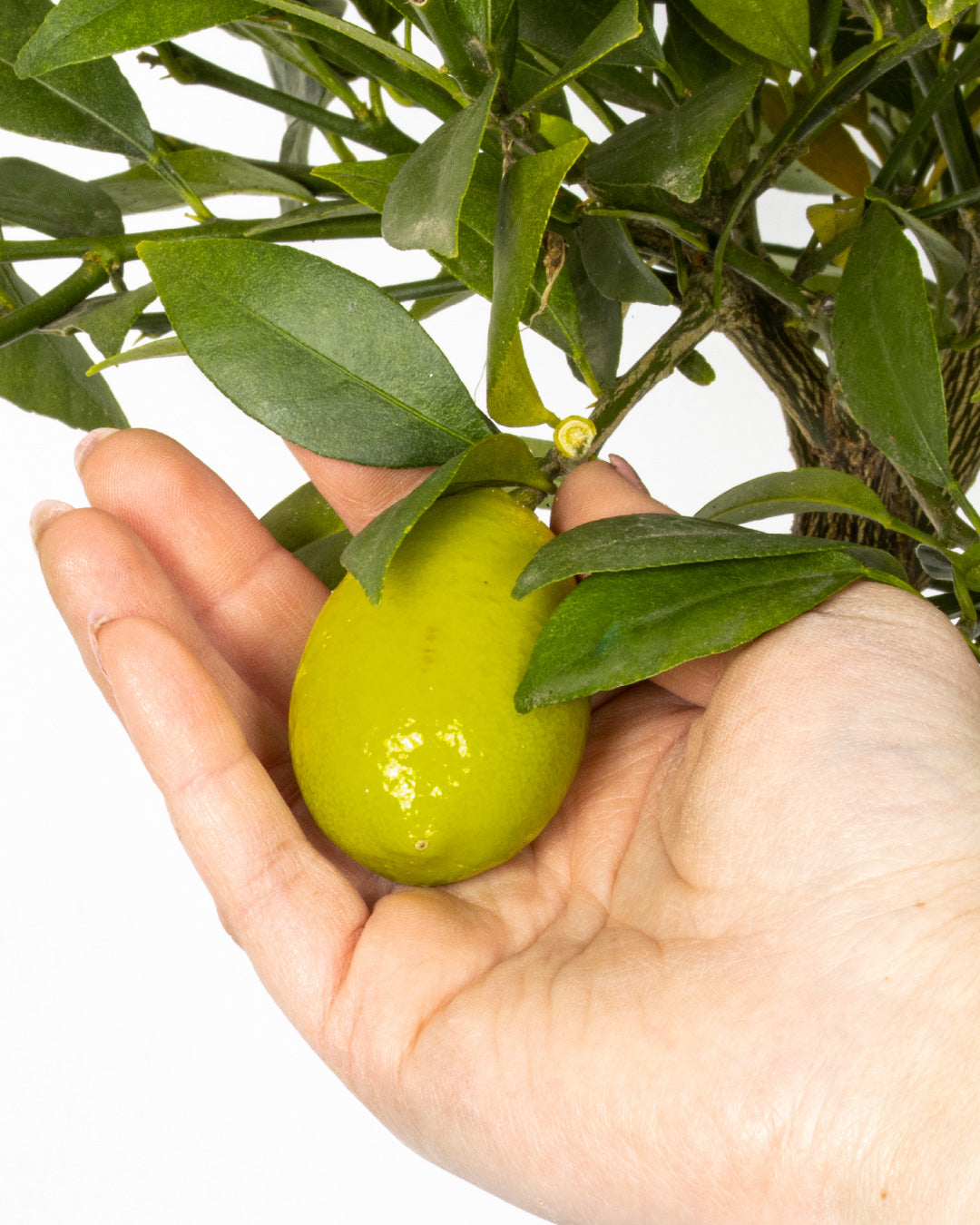 Pianta di Limone Limequat Limonia x Fortunella - altezza 80/90 cm