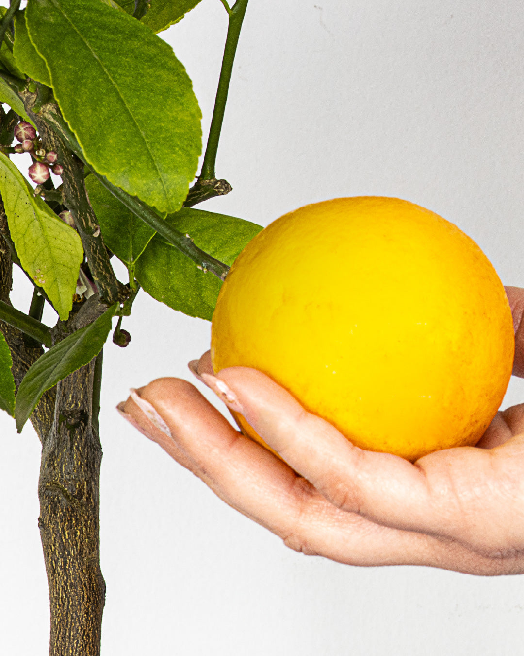 Lemon Tree Citrus Limon Meyer - height 50/60 cm
