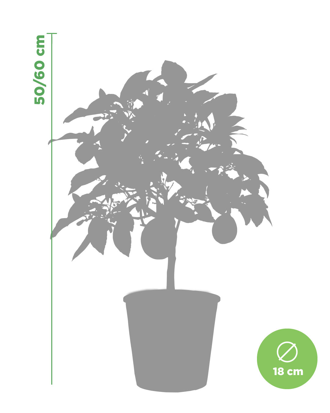 Lemon Tree Citrus Limon Meyer - height 50/60 cm
