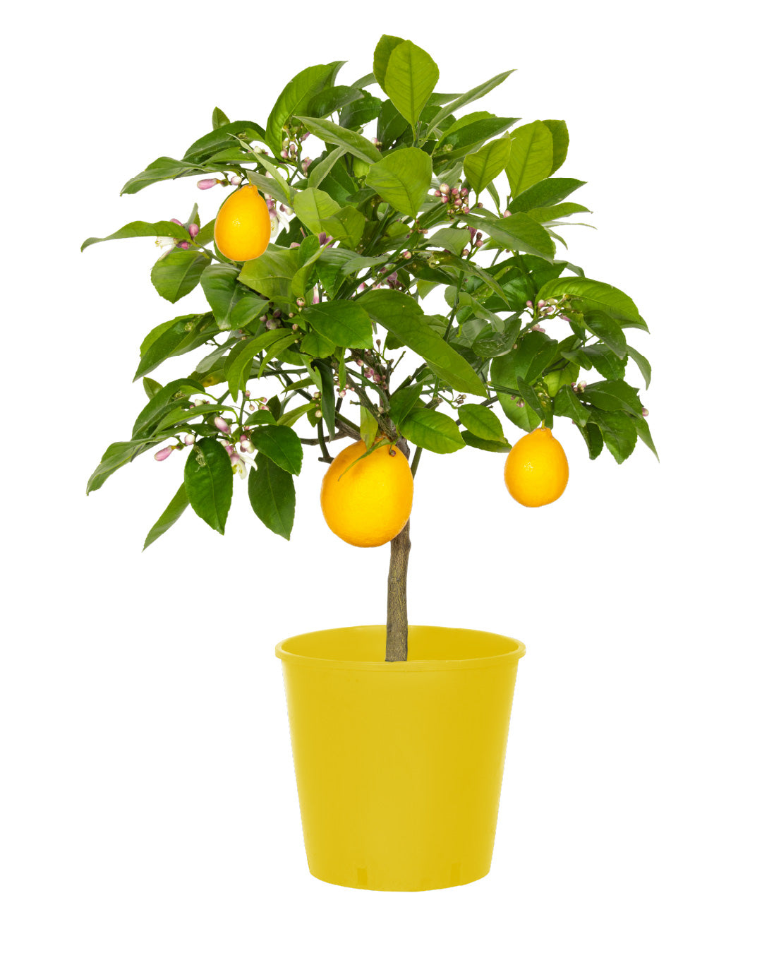 Lemon Tree Citrus Limon Meyer - height 50/60 cm