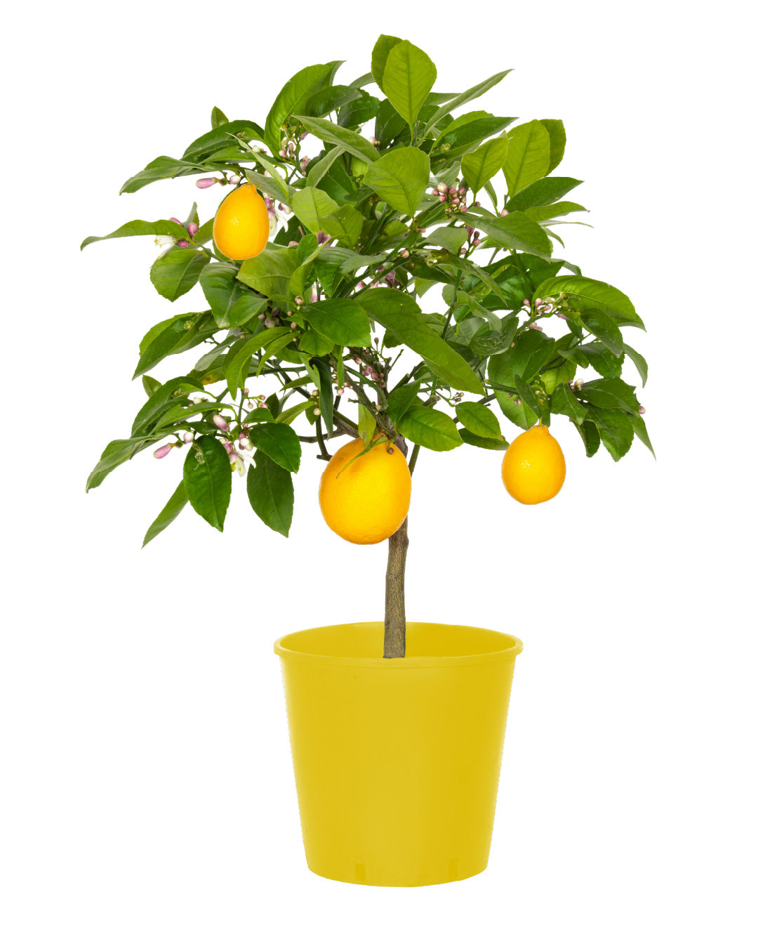 Pianta di Limone Citrus Limon Meyer - altezza 50/60 cm