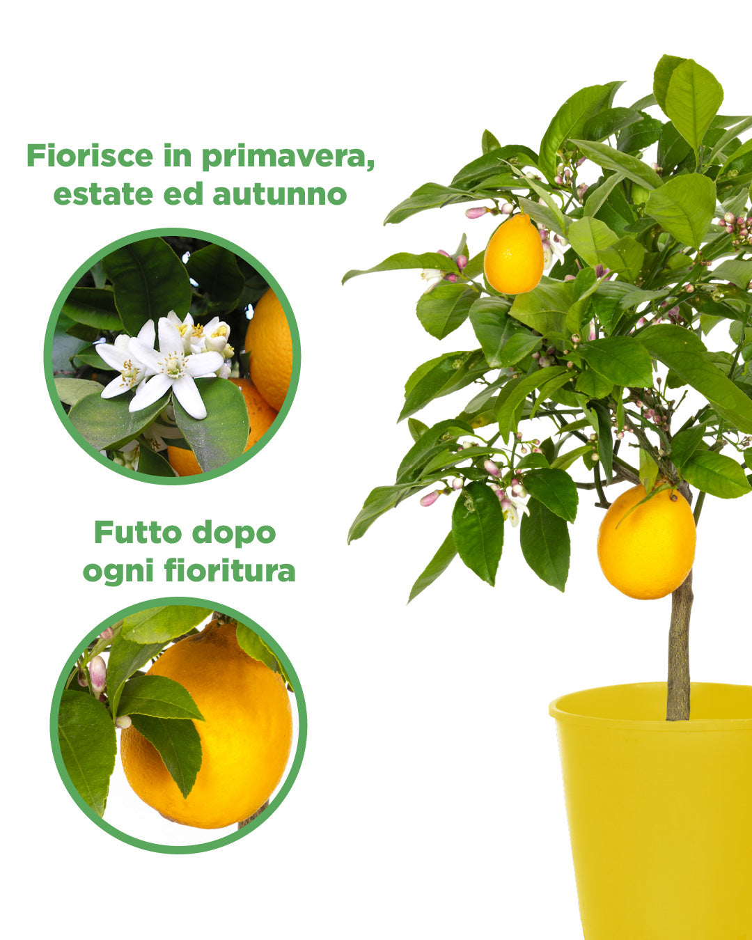 Lemon Tree Citrus Limon Meyer - height 50/60 cm