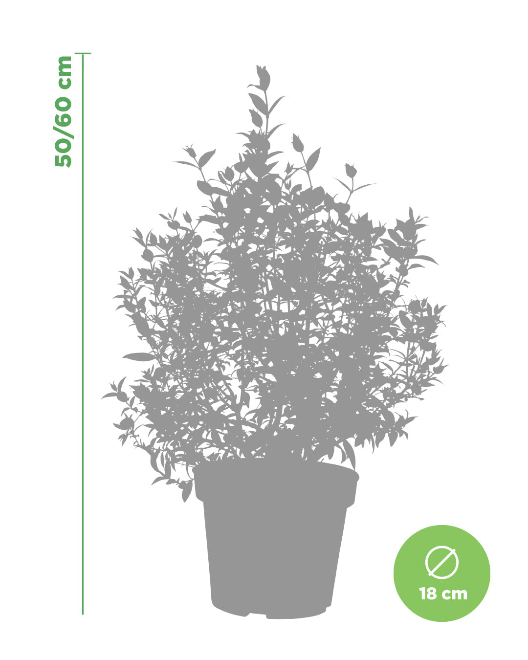 Myrtle plant - height 50/60 cm