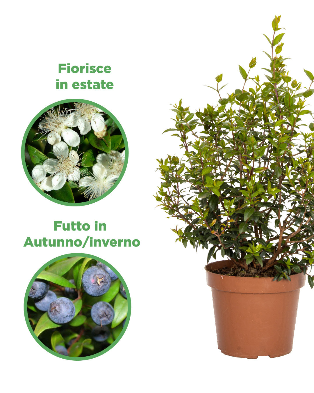 Myrtle plant - height 50/60 cm