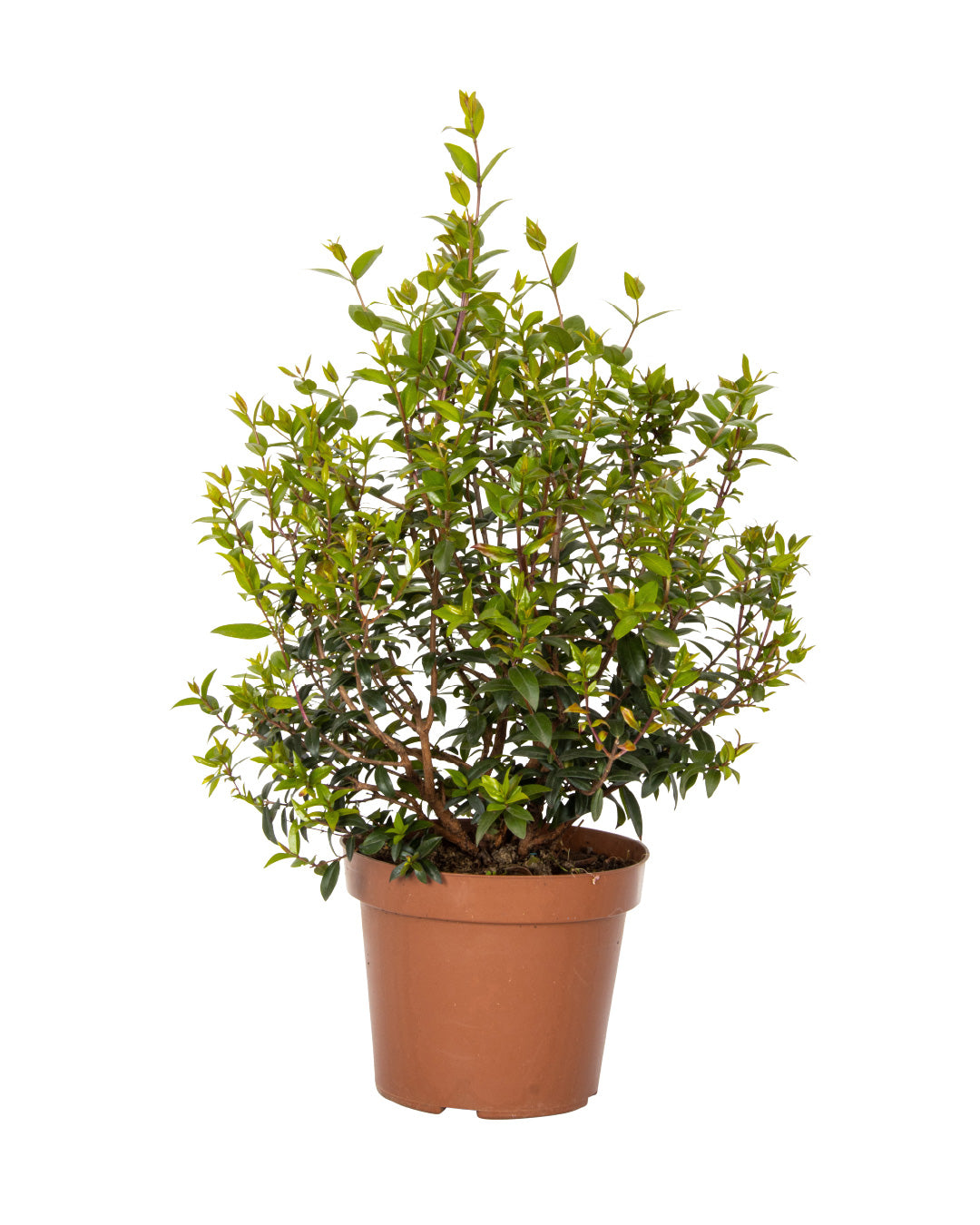 Myrtle plant - height 50/60 cm
