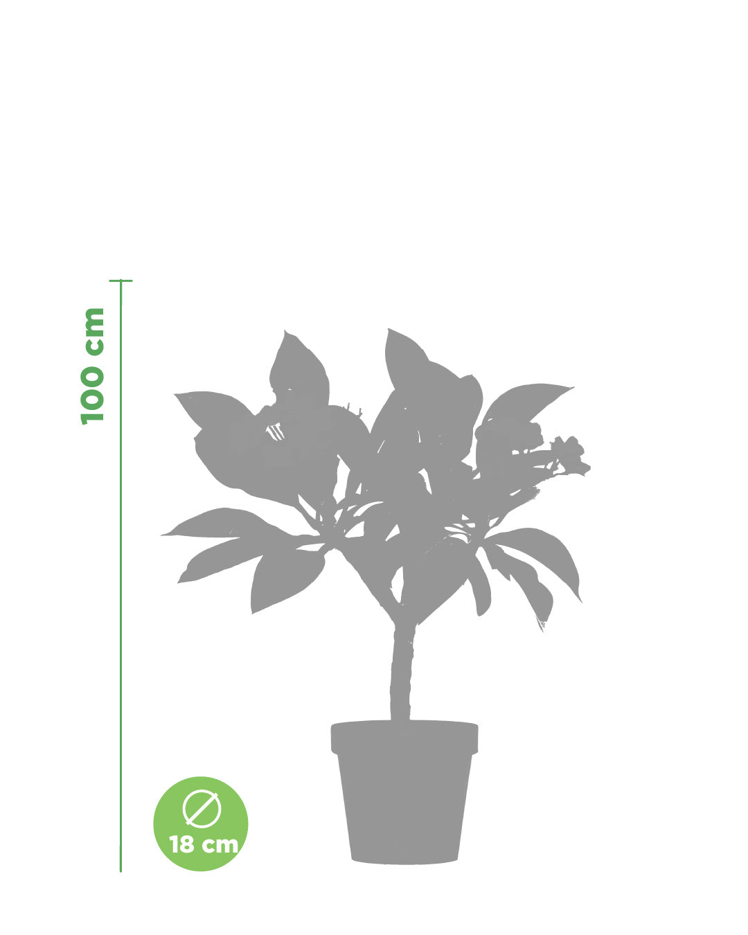 Plumeria "Lorien" purple (Frangipani, Pomelia)