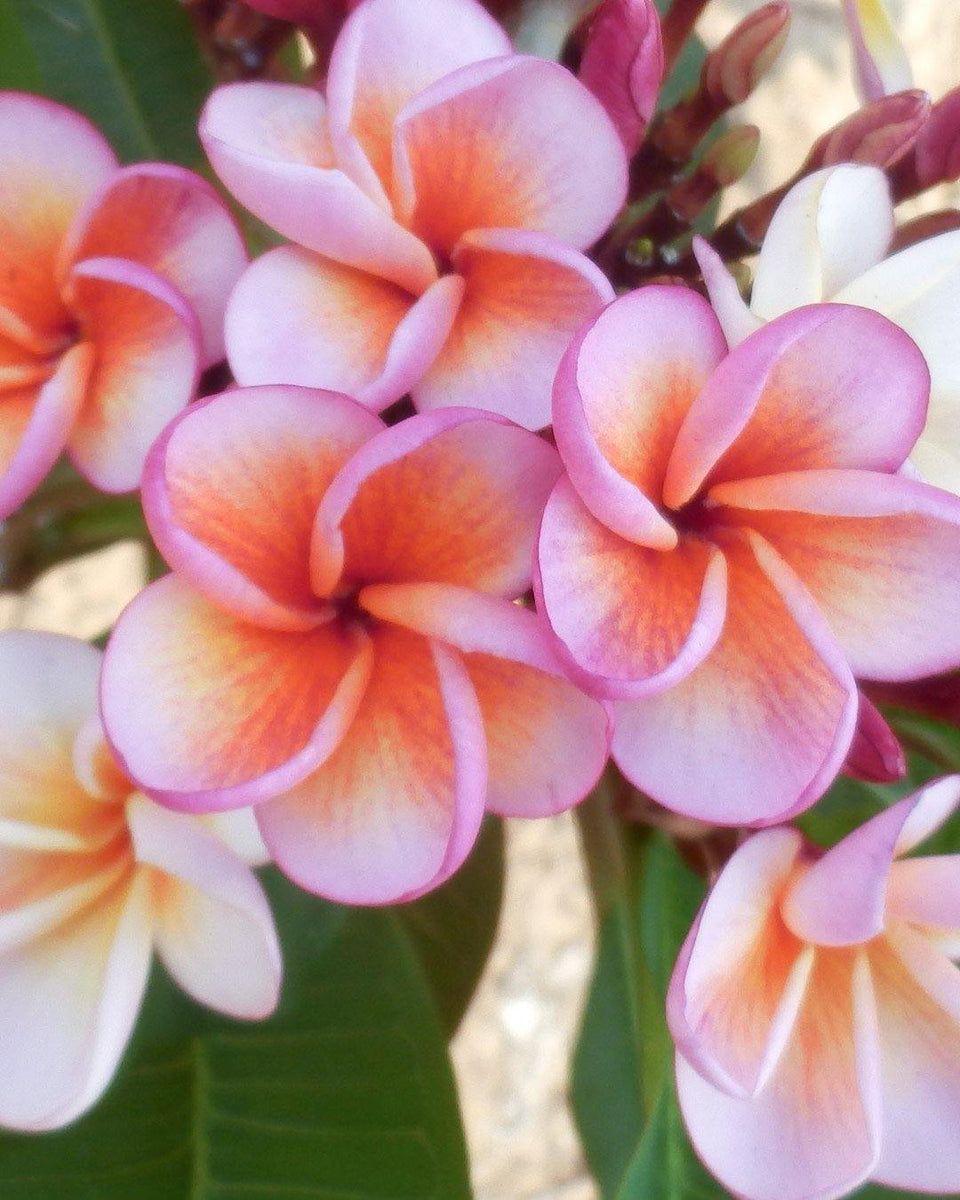 Plumeria "Potpourri" rosaarancione (Frangipani, Pomelia