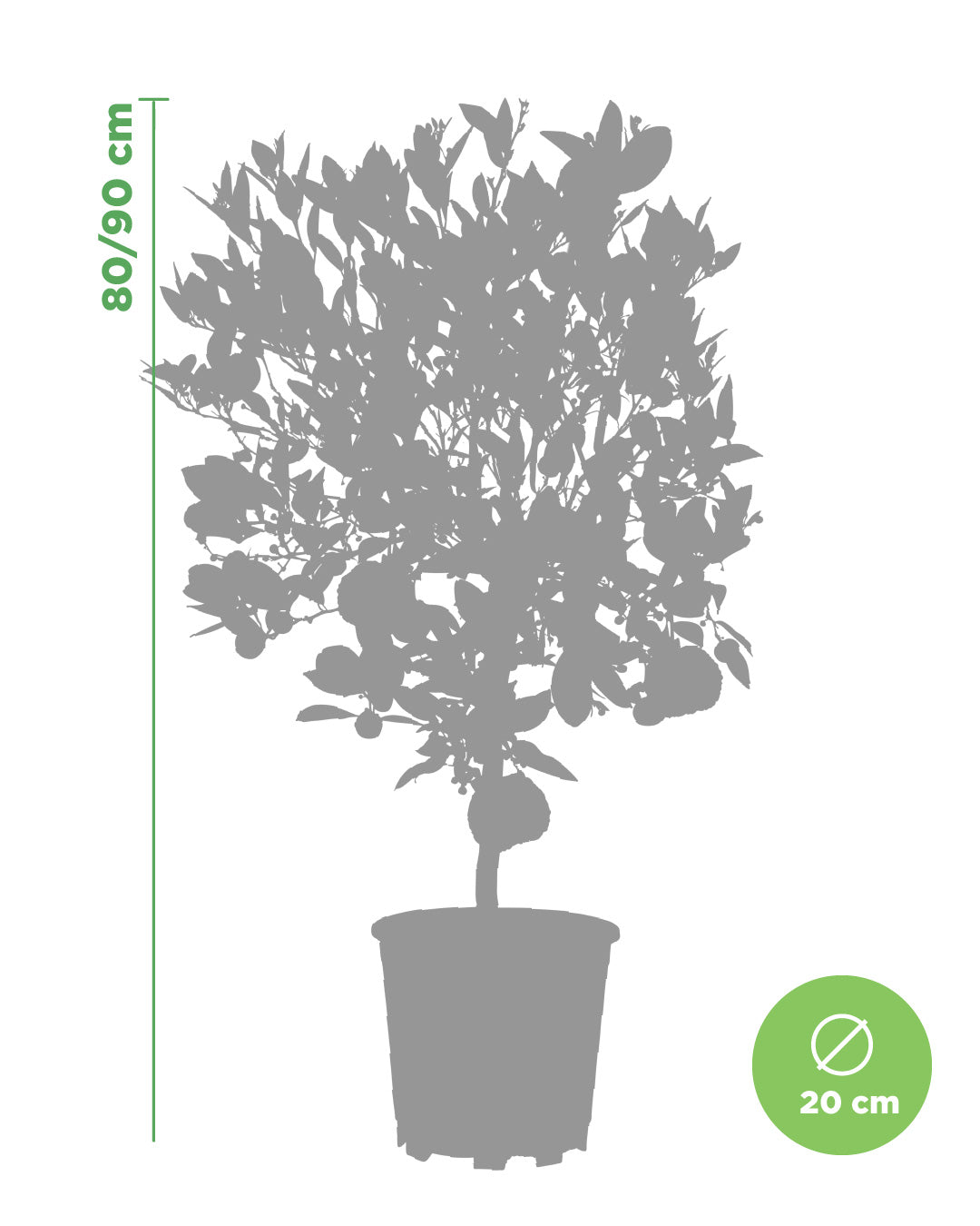 Lemon Tree Citrus Limetta Pursha - height 80/90 cm