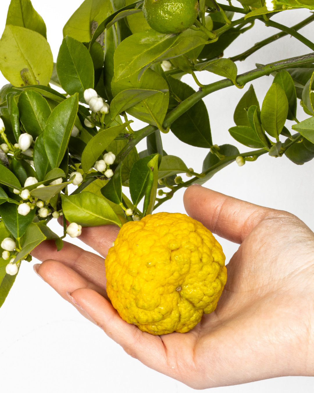 Pianta di Limone Citrus Limetta Pursha - altezza 80/90 cm