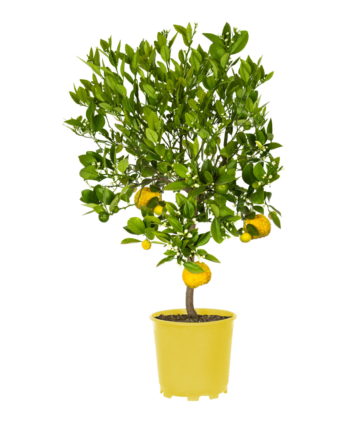 Pianta di Limone Citrus Limetta Pursha - altezza 80/90 cm