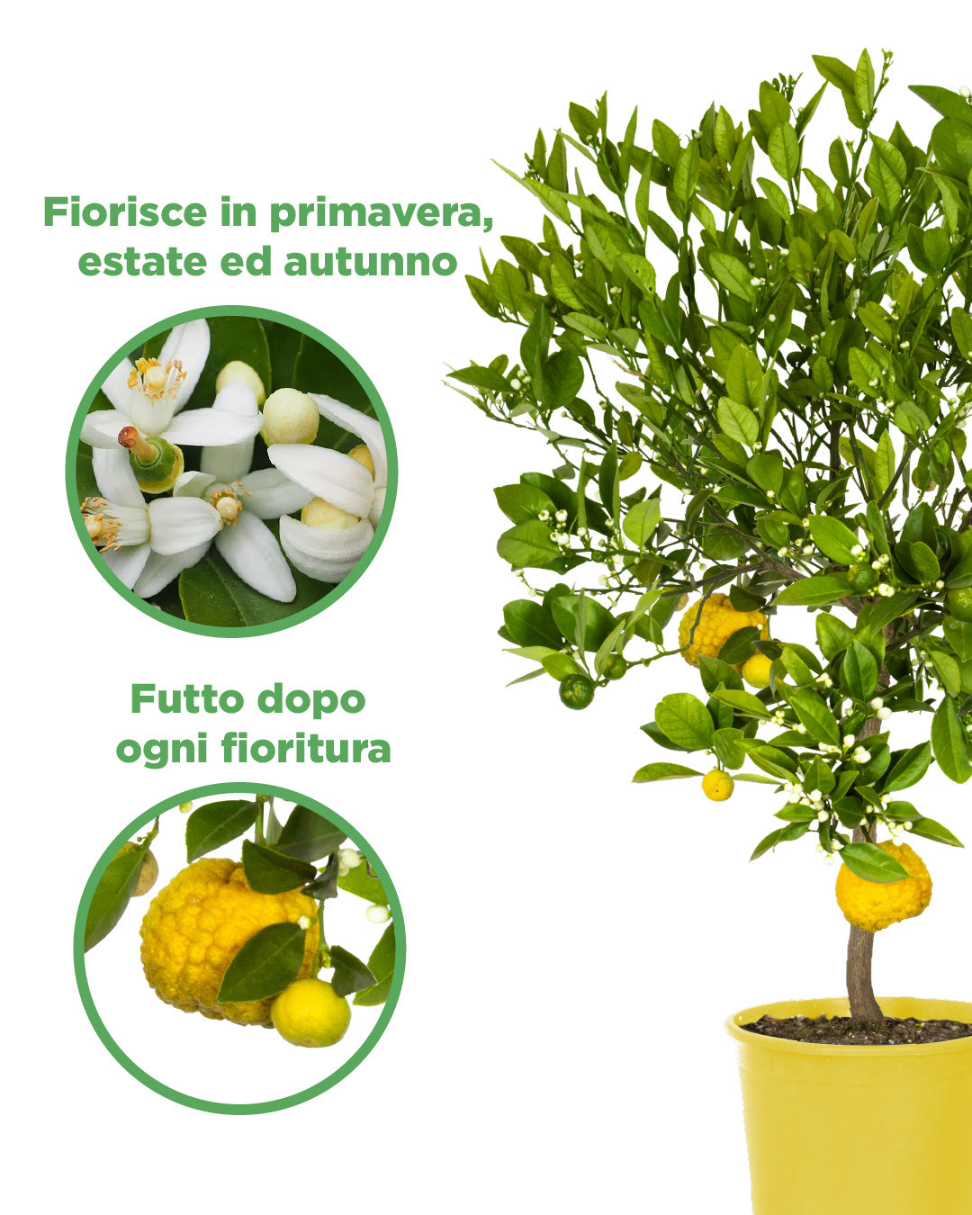 Pianta di Limone Citrus Limetta Pursha - altezza 80/90 cm